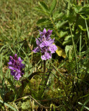 Dac. maculata ssp. ericetorum