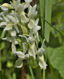 Dac. incarnata var. ochroleuca