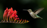 Flower dance