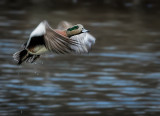 Widgeon take off