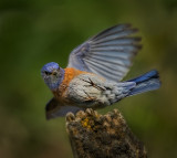 Bluebird acrobat