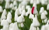 Recent Images