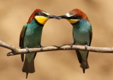 European Bee-eater Hortobágy N.P.Hungary