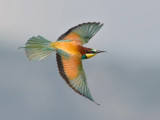 European Bee-eater Lesvos,Greece