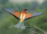 European Bee-Eater Bulgaria