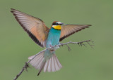 European Bee-Eater Bulgaria