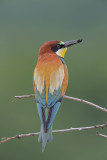 European Bee-Eater Bulgaria