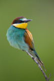 European Bee-Eater Bulgaria