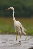 Great White Egret Hortobagy,Hungary