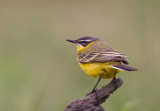 Yellow Wagtail Hungary