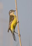 (Black-headed) Yellow Wagtail Bulgaria