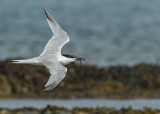 Sandwich Tern Cemlyn Bay Anglesey