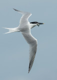 Sandwich Tern Cemlyn Bay Anglesey