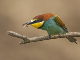 European Bee-eater Hortobágy N.P.Hungary