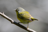 Nashville Warbler 0413-1j Mustang Island, TX