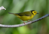 Hooded Warbler 0413-2j Galveston, TX