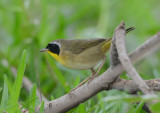 Common Yellowthroat 0413-1j Galveston, TX