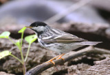 Blackpoll Warbler 0413-7j Galveston, TX