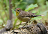 Palm Warbler 0413-3j Galveston, TX