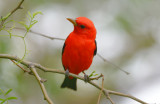 Scarlet Tanager 0413-3j Mustang Island, TX