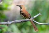 Brown Thrasher 0413-2j High island, TX