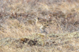 Bristle-thighed Curlew 0613-2j Kougarok Road, Seward Penisula, AK
