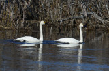 Tundra Swan 0613-1j Teller Road, Seward Peninsula, AK