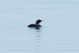 Yellow-billed Loon 0613-3j Council Road, Seward Peninsula, AK