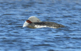 Red-throated Loon 0613-4j Nome, AK