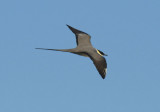 Long-tailed Jaeger 0613-3j Council Road, Seward Peninsula, AK