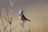 Bluethroat 0613-4j Kougarok Road, Seward Peninsula, AK