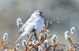 Hoary Redpoll 0613-5j Council Road, Seward Peninsula, AK