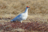 Rock Ptarmigan 0613-1j Kougarok Road, Seward Peninsula, AK