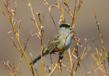 Golden Crowned Sparrow 0613-1j Kougarok Road, Seward Peninsula, AK