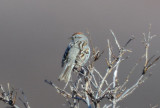 American Tree Sparrow 0613-1j Kougarok Road, Seward Peninsula, AK