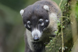 Coati 0114-5j Catarata del Toro
