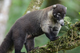 Coati 0114-4j Catarata del Toro