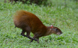Agouti 0114-1j Laguna del Lagarto