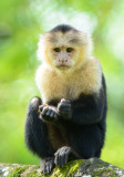 White-faced Capuchin Monkey 0114-6j Sarapiqui