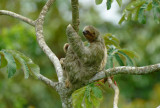 Three-toed Sloth 0614-5j La Fortuna