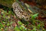 Margay 0614-10j Arenal