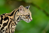 Margay 0614-15j Arenal