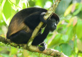 Mantled Howler Monkey 0614-10j La Virgin Sarapiqui