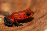 Strawberry Poison Frog 0114-1j Laguna del Lagarto