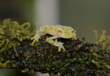 Reticulated Glass Frog 0114-2j Arenal Ecozoo