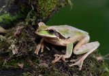 Masked Treefrog 0114-2j Arenal Ecozoo