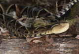 Fer-de-Lance 0114-1j Arenal Ecozoo