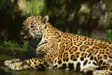 Jaguar 0114-1j Serapiqui
