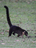 Coati 0215-1j Bosque del Cabo, Osa