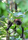 Spider Monkey 0215-5j Osa